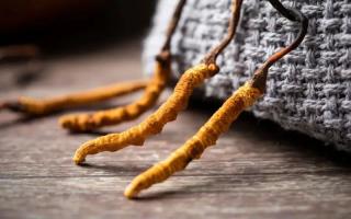 冬蟲夏草的真實作用，冬蟲夏草主要有什么成分