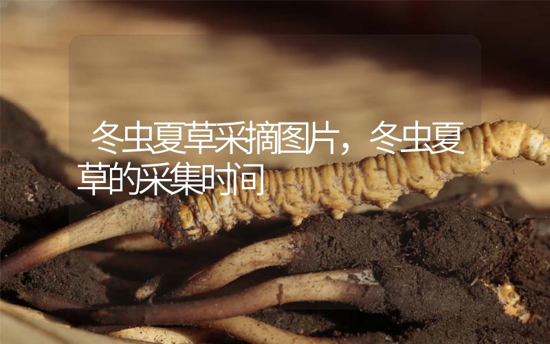 冬蟲夏草采摘圖片，冬蟲夏草的采集時間