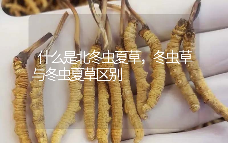 什么是北冬蟲夏草，北冬蟲草與冬蟲夏草區(qū)別