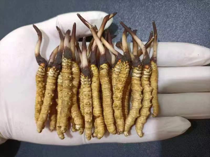 西藏那曲的冬蟲夏草多少錢一克呢？如何判斷真假