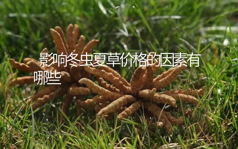 影響冬蟲(chóng)夏草價(jià)格的因素有哪些？