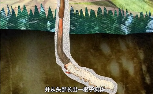 冬蟲夏草到底是蟲還是草？你猜到了嗎？