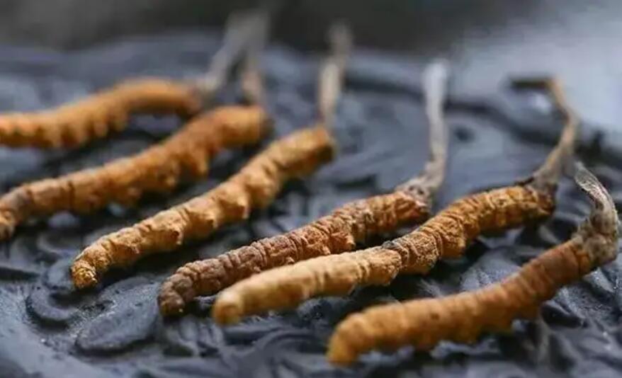 頭期冬蟲夏草、中期蟲草和末期蟲草，應(yīng)該如何選擇？