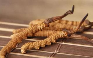 新鮮冬蟲夏草哪里有賣？哪里可以買到新鮮的冬蟲夏草？