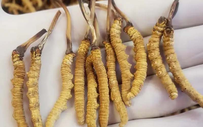 吃冬蟲夏草會(huì)過敏嗎？冬蟲夏草禁忌！