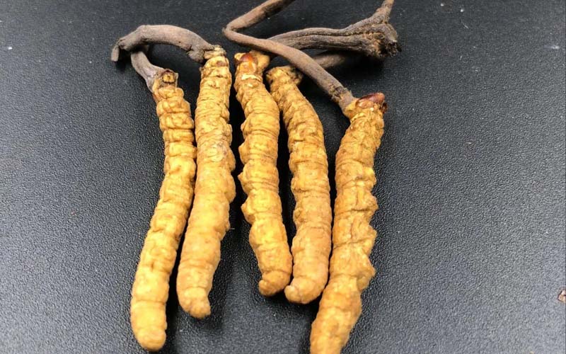 吃冬蟲夏草有沒有副作用？