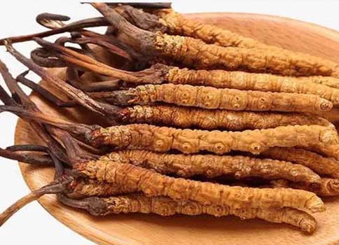 冬蟲(chóng)夏草禁忌人群以及注意事項(xiàng)(三類(lèi)人不能吃冬蟲(chóng)夏草)