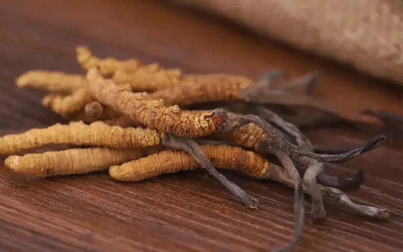 西藏的冬蟲夏草作用如何？