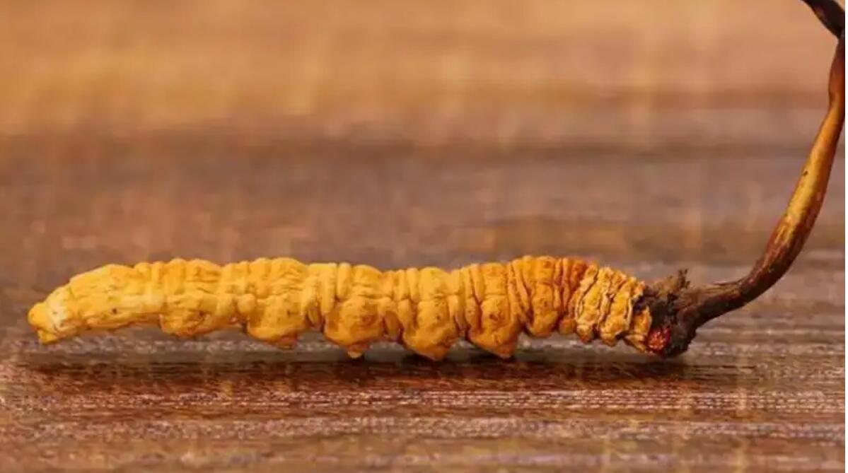 冬蟲夏草普洱茶效果好嗎？