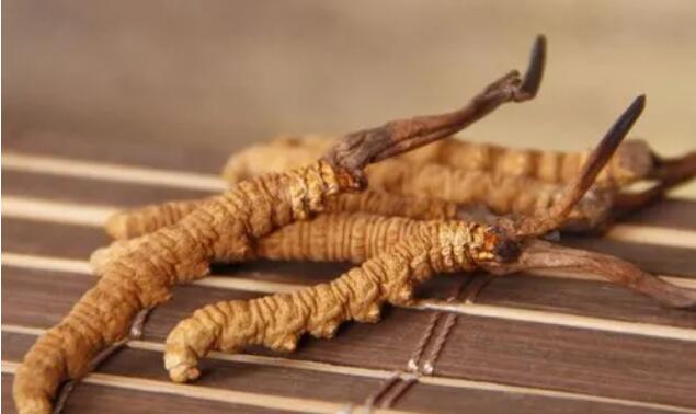 新鮮真假冬蟲夏草辨別方式？