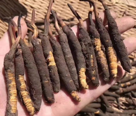 <a href=http://www.jiangnongst.com/xinxian/ target=_blank class=infotextkey>新<a href=http://www.jiangnongst.com/xinxian/ target=_blank class=infotextkey>鮮冬蟲夏草</a></a>