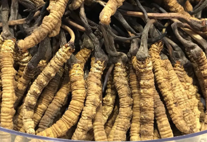 吃冬蟲夏草會出現(xiàn)過敏情況嗎？冬蟲夏草適合什么人吃？