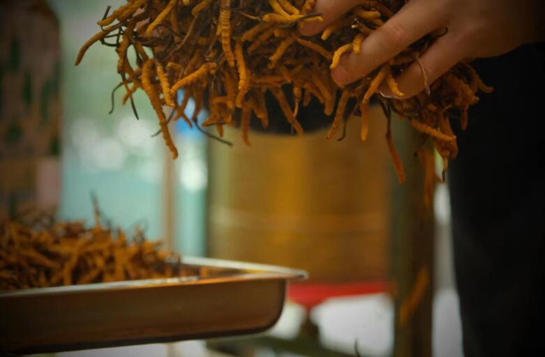 冬蟲夏草有什么作用?和大小、斷草有關系嗎?