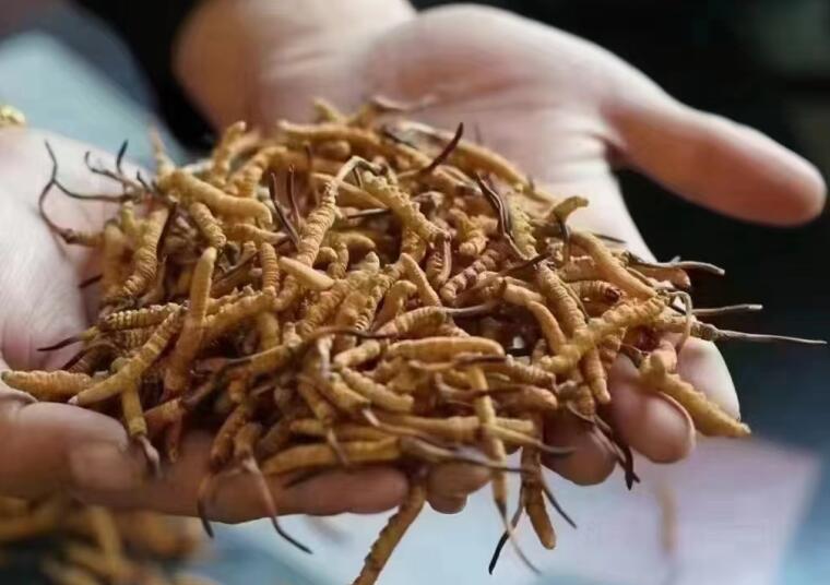 冬蟲(chóng)夏草成分有哪些?新鮮冬蟲(chóng)夏草哪里好？