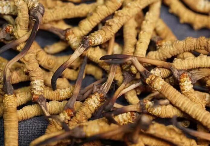 蟲(chóng)草和冬蟲(chóng)夏草區(qū)別，冬蟲(chóng)夏草跟涼山蟲(chóng)草的區(qū)別