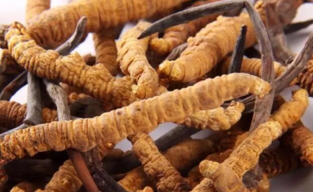 <a href=http://www.jiangnongst.com/chifa/ target=_blank class=infotextkey>冬蟲夏草的吃法</a>