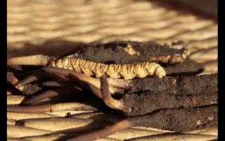 如何通過聞來識(shí)別高品質(zhì)的冬蟲夏草