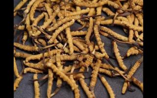 選購(gòu)冬蟲夏草的方法