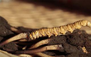 冬蟲夏草是食品還是藥品呢？