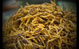 冬蟲(chóng)夏草的功效和作用