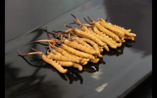 新鮮冬蟲夏草有什么優(yōu)勢？