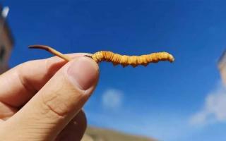 食用冬蟲夏草有哪些禁忌？