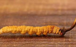 斷草和完整的冬蟲夏草有什么區(qū)別？