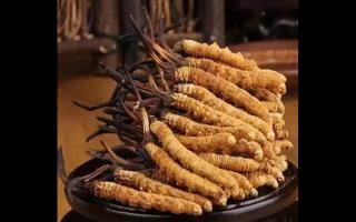 冬蟲夏草為什么會(huì)氣味不同？