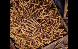 了解一下：冬蟲夏草的產(chǎn)地和采摘方式！