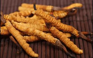 冬蟲(chóng)夏草自然天成，我們只負(fù)責(zé)搜尋