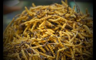 如何正確保存鮮干冬蟲夏草？學會有效保存你的財富！