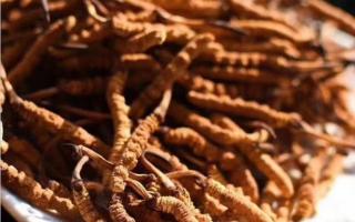 了解冬蟲夏草：起源、生長環(huán)境與特點！