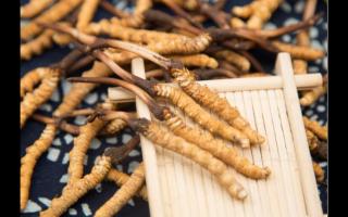 新鮮冬蟲(chóng)夏草成蟲(chóng)草消費(fèi)新方式！