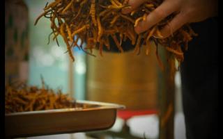 辨別冬蟲夏草產(chǎn)地操作方法的誤區(qū)！