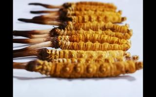 冬蟲夏草里為何會有斷草、牙簽草、癟草之類的！