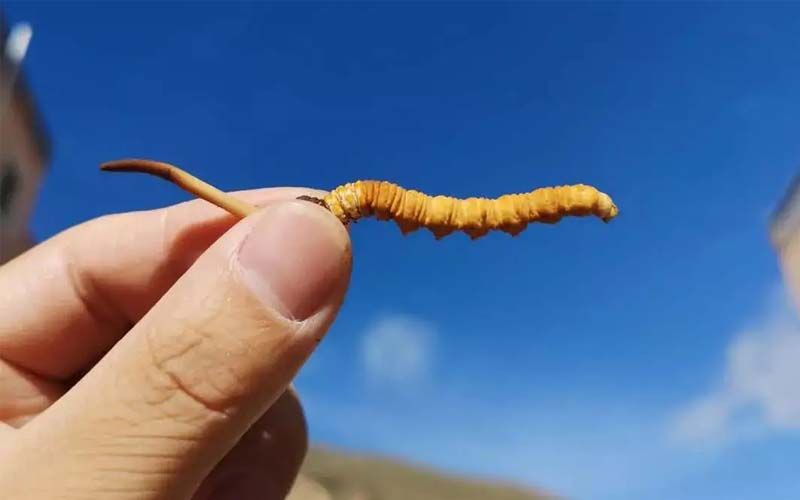 如何妥善保存新鮮的冬蟲夏草和干燥蟲草？