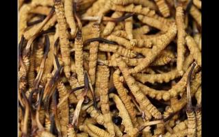 冬蟲夏草的用量和用法你吃對了嗎？