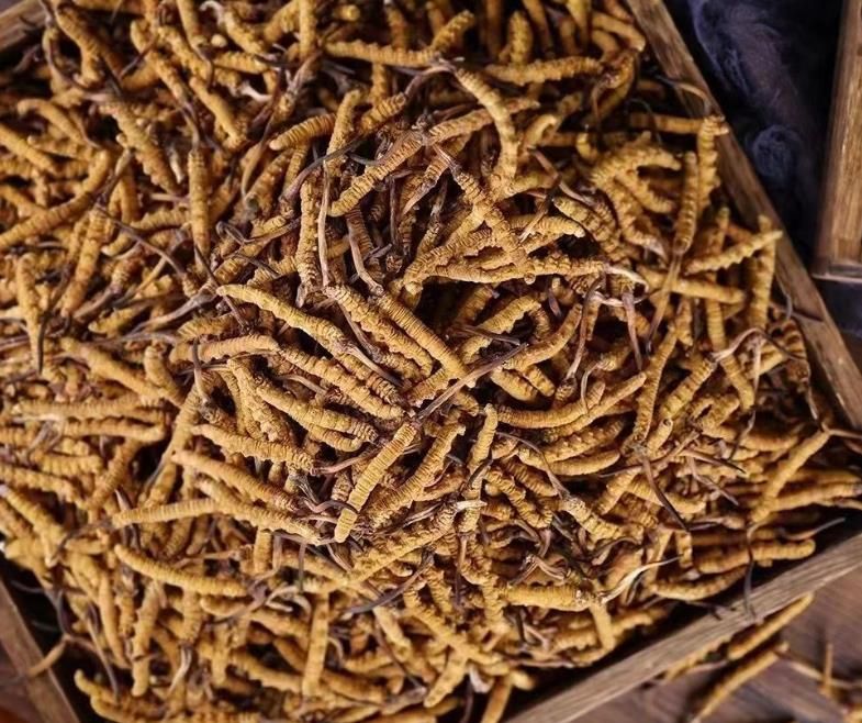 冬蟲夏草和白蟲草有什么區(qū)別？