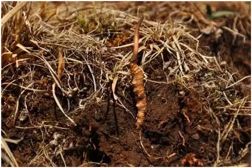 氣溫對(duì)冬蟲夏草的生長有哪些影響