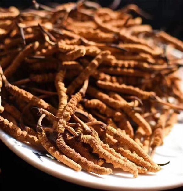 冬蟲(chóng)夏草能存放多久？真空冷藏可以保存5年