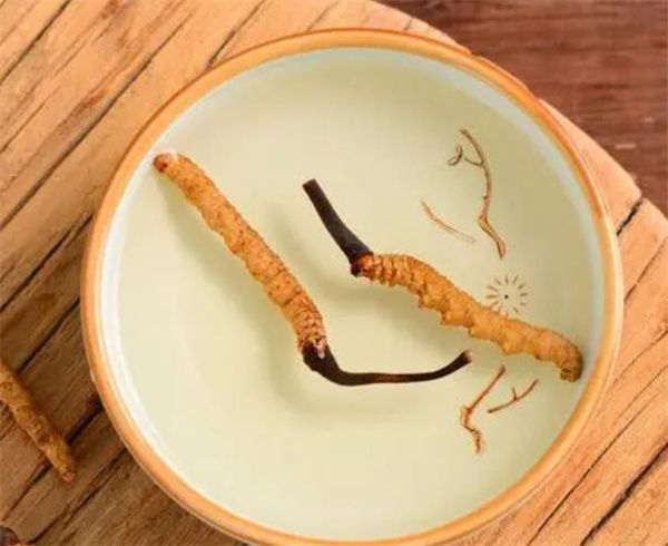 老人怎樣服用冬蟲夏草？