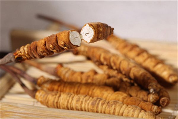 冬蟲夏草怎么食用？冬蟲夏草的食用指南