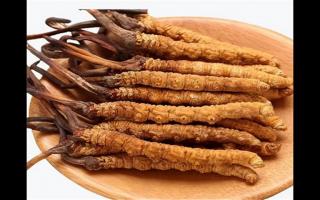 冬蟲(chóng)夏草和蛹蟲(chóng)草有哪些地方不一樣？冬蟲(chóng)夏草和蛹蟲(chóng)草6個(gè)方面的區(qū)別