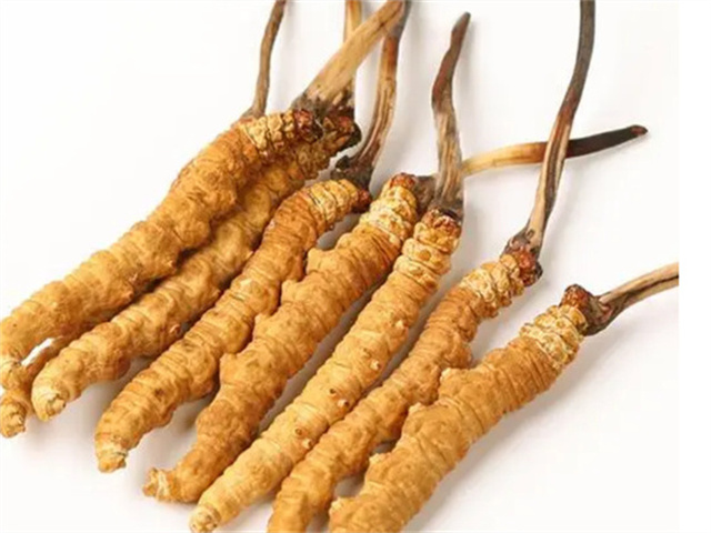 男人適合食用冬蟲夏草嗎？冬蟲夏草的藥用價值