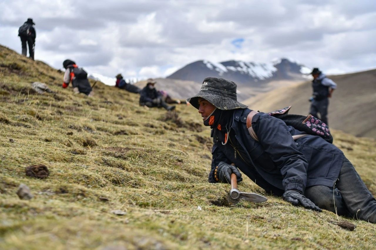 2.99萬公斤！那曲市冬蟲夏草產(chǎn)量創(chuàng)新高