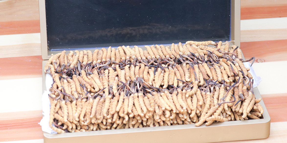 那曲冬蟲夏草和拉薩的冬蟲夏草哪個(gè)好