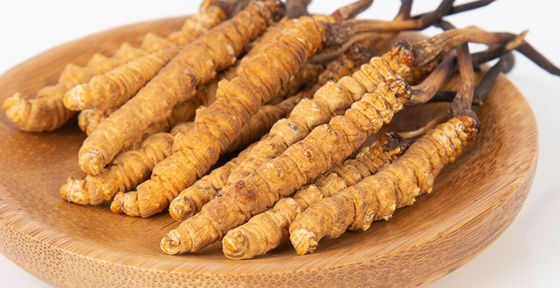 冬蟲夏草的營養(yǎng)價值與健康功效
