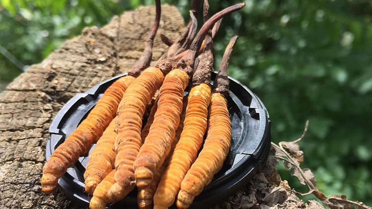 如何辨別優(yōu)質(zhì)那曲蟲草？掌握這幾招，輕松避開陷阱！