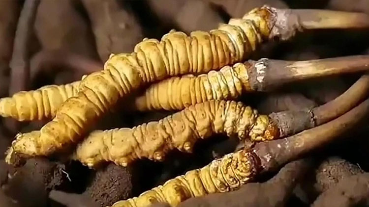  那曲蟲草市場(chǎng)亂象揭秘：如何避免買到假貨？