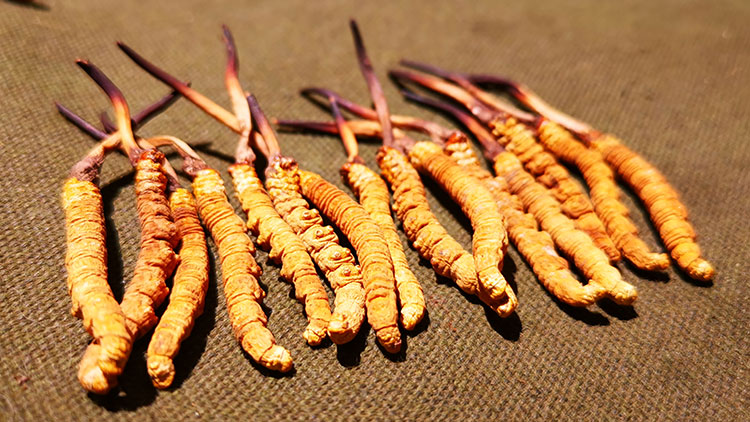 冬蟲夏草存儲(chǔ)方法有哪些